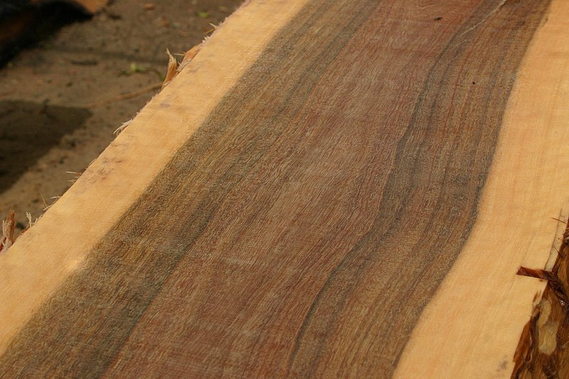 File:Eucalyptus paniculata02.jpg